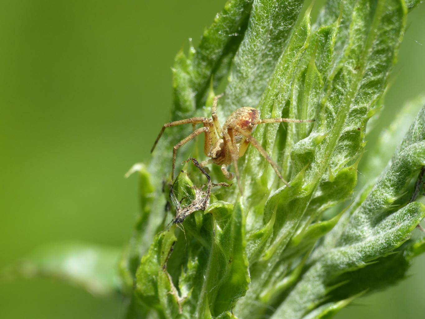 Coppia di Philodromus sp. - Bologna